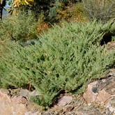 Arcadia Juniper